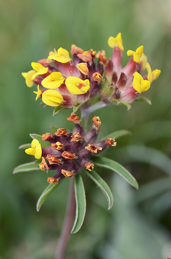Anthyllis vulneraria / Vulneraria comune